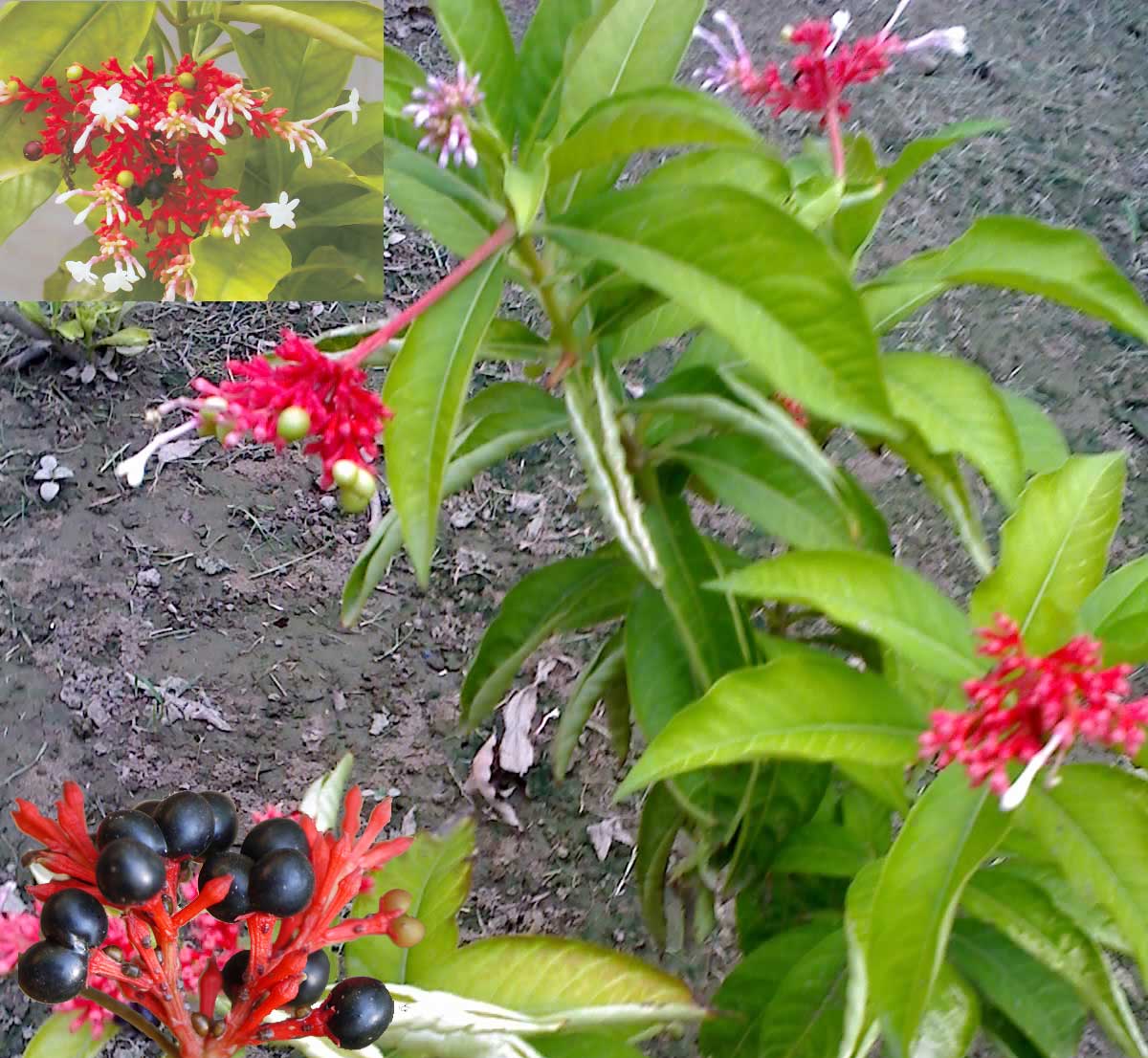 Medicinal Plants Rauvolfia serpentina, Sarpangandha