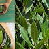 NO MORE VARICOSE VEINS, NO JOINT PAINS, NO LACK OF MEMORY, NO HEADACHES THANKS TO THIS LEAF !!