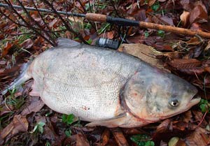 Ловля толстолобика весной