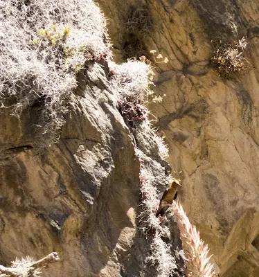 Giant hummingbird in Ollantaytambo Peru