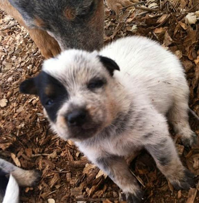 Queensland Heeler Puppy Dogs For Sale in Ventura County, Southern