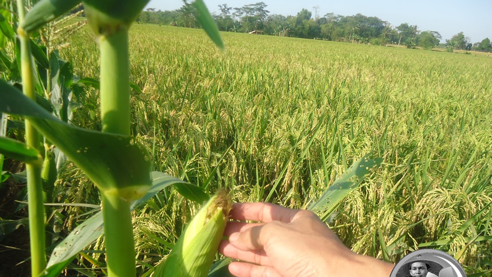 Ciri Ciri Jagung Siap Dipanen Ciri Ciri Jagung Siap Dipanen