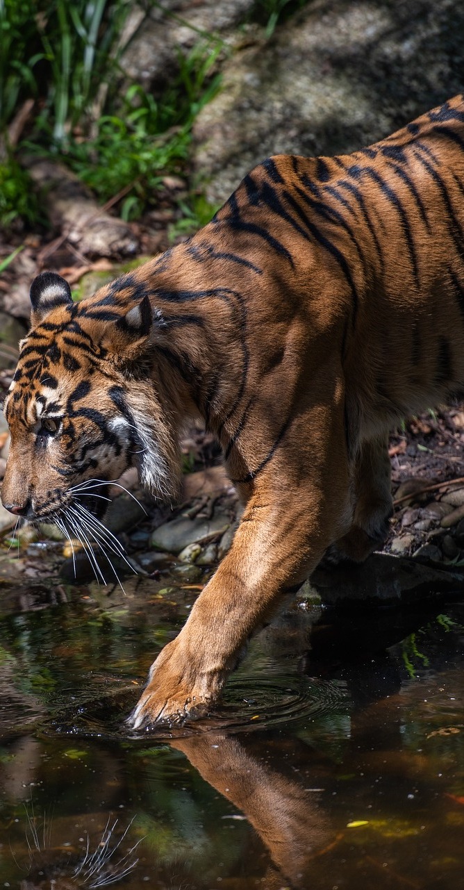 A tiger testing the water.