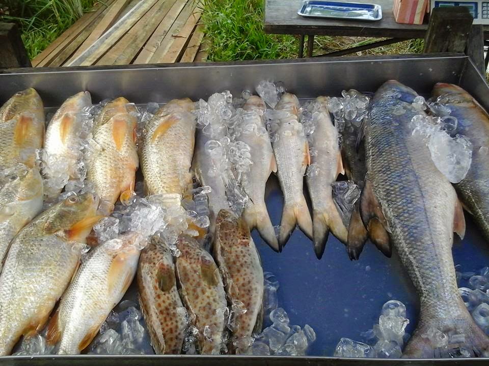 fish market in johor bahru PENDAS FRESH FISH MARKET