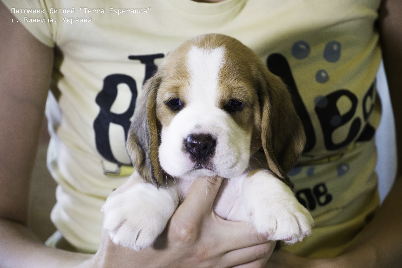 как назвать бигля мальчика. как назвать бигля мальчика. генетика окраса бигль. клички для собак бигль. бигль щенок.