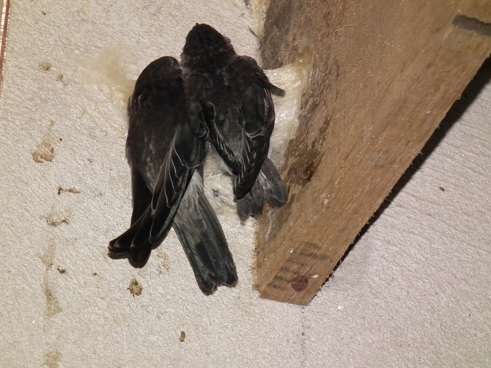 Efek Rumah Walet Yang Sering Dimasuki Burung Walet