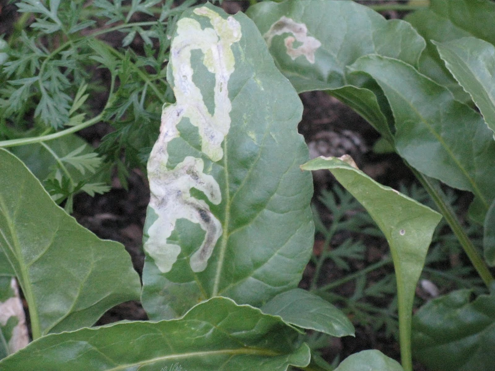 Front Range Food Gardener Beet leafminer
