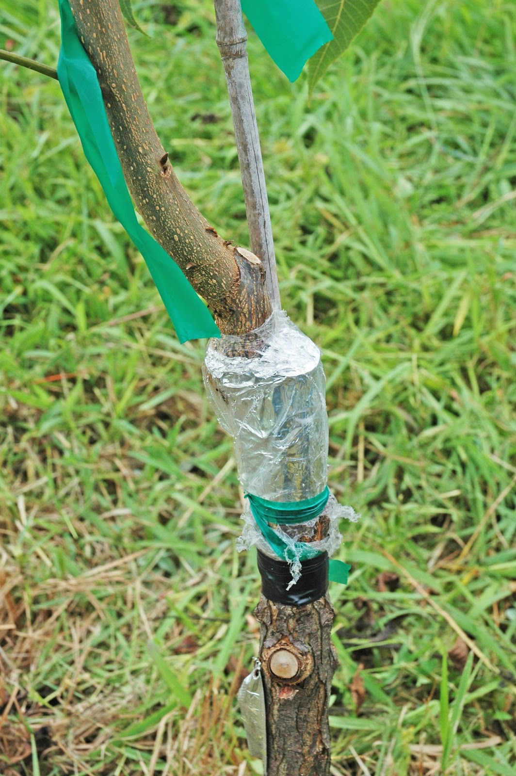 Northern Pecans Marking successful grafts