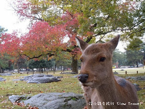 2014年的紅葉情報請往   2014年關西(大阪+奈良)紅葉情報  其他紅葉情報請往  日本賞楓資料 目錄   2013年關西紅葉總結  經歷了嚴熱的夏天和初秋，10月部份日子氣溫接近30度，甚至有櫻花開花，伸延閱讀:  10月看櫻花?日本天氣大亂 。  與2012年相比，20...