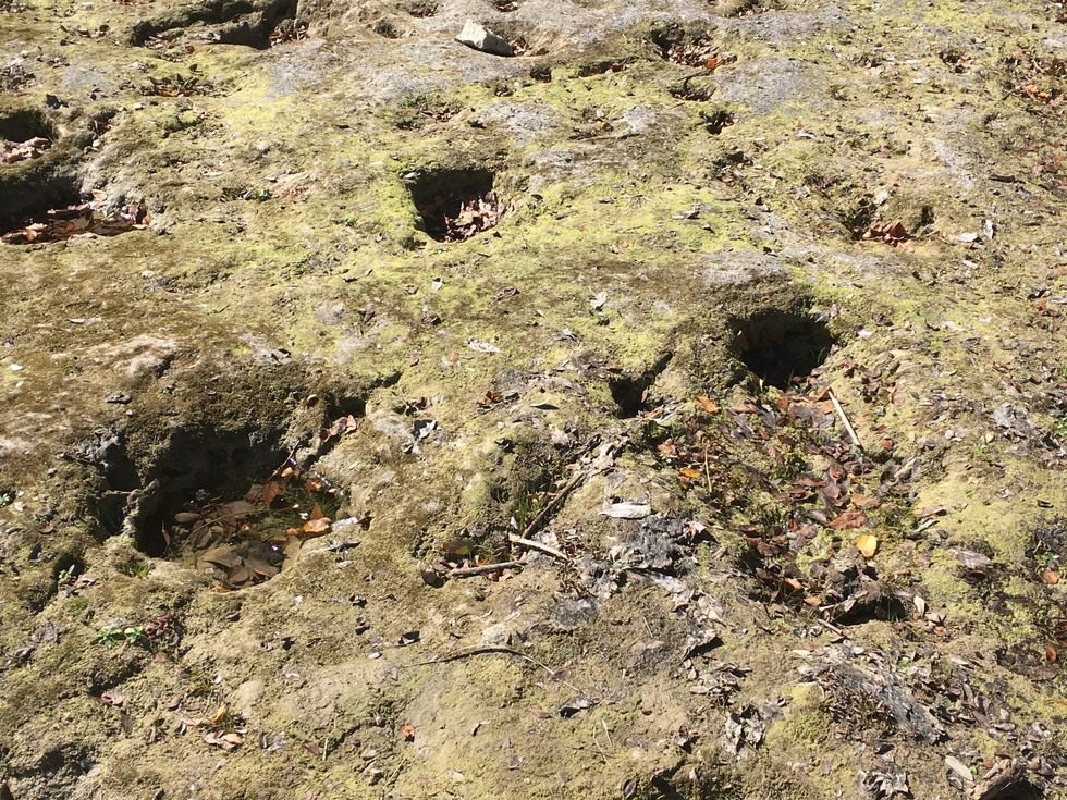 Lisa's World Dinosaur Tracks at Government Canyon