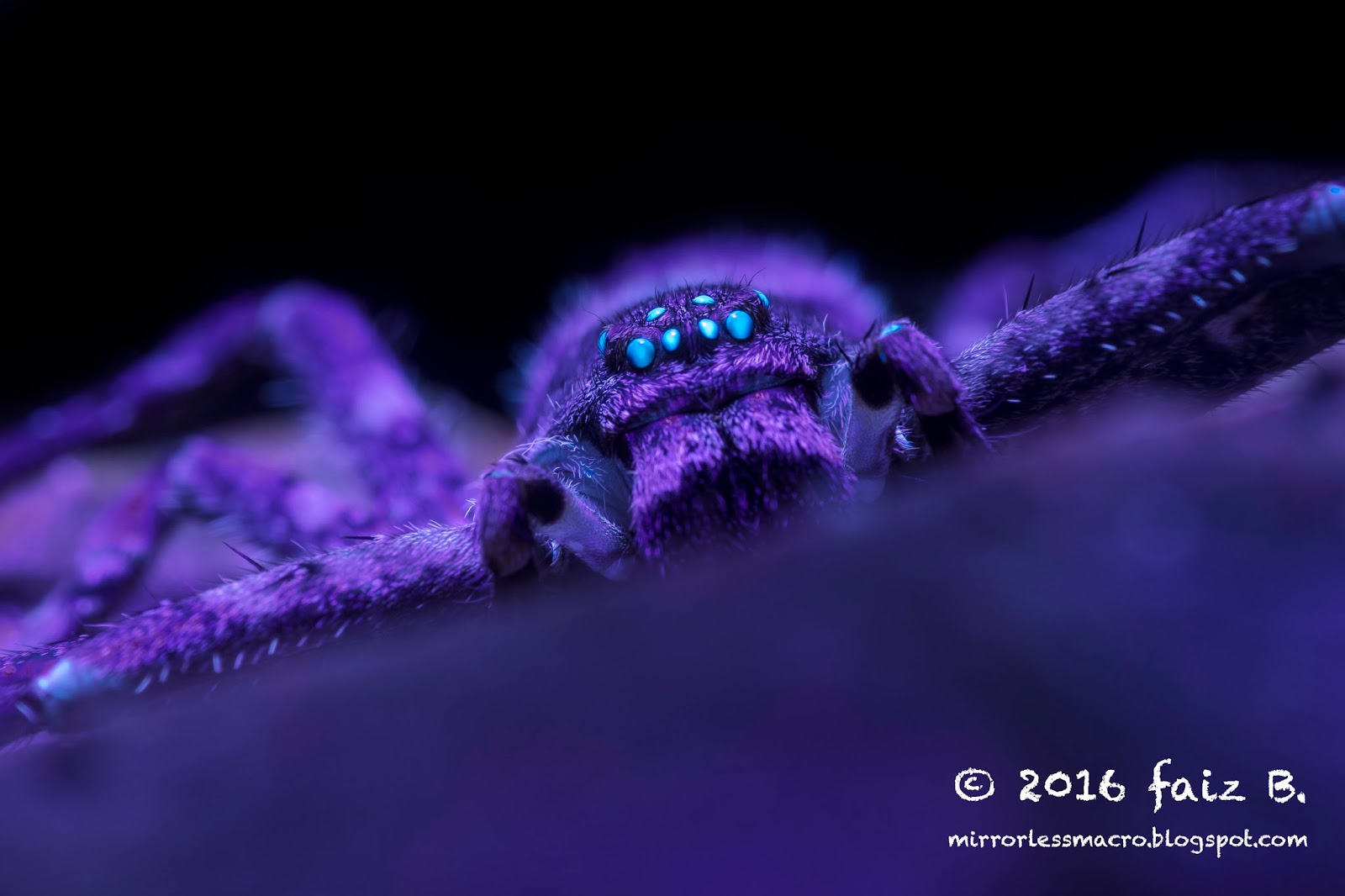 Mirrorless Macro Photography Ultraviolet (UV) Photography of Spiders