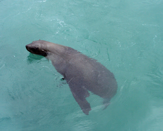 Cape Fur Seal Plett