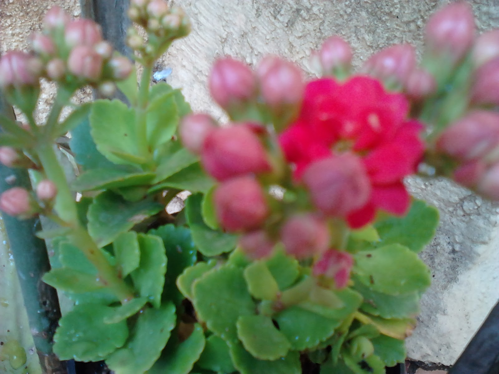 Garden Care Simplified: Two different Succulents Kalanchoe Plants and