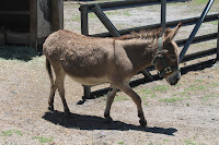 Animales de granja Animales de granja