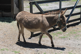 Animales de granja Animales de granja