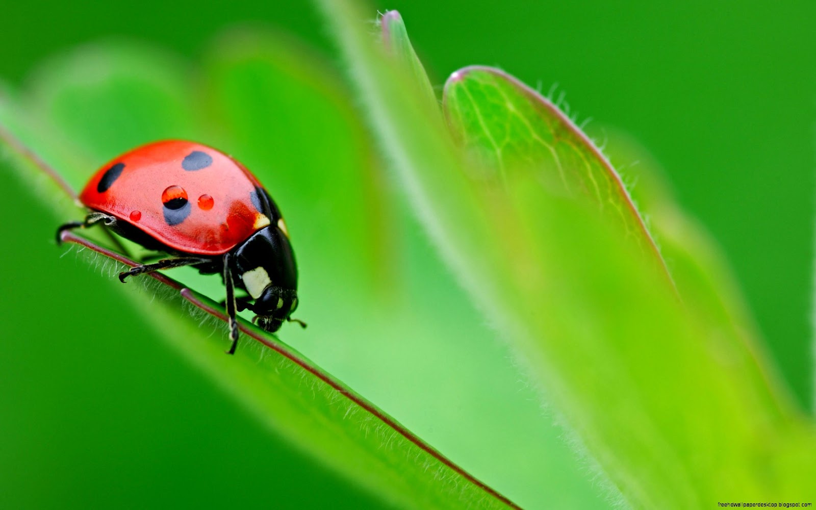 Ladybug On Leaf