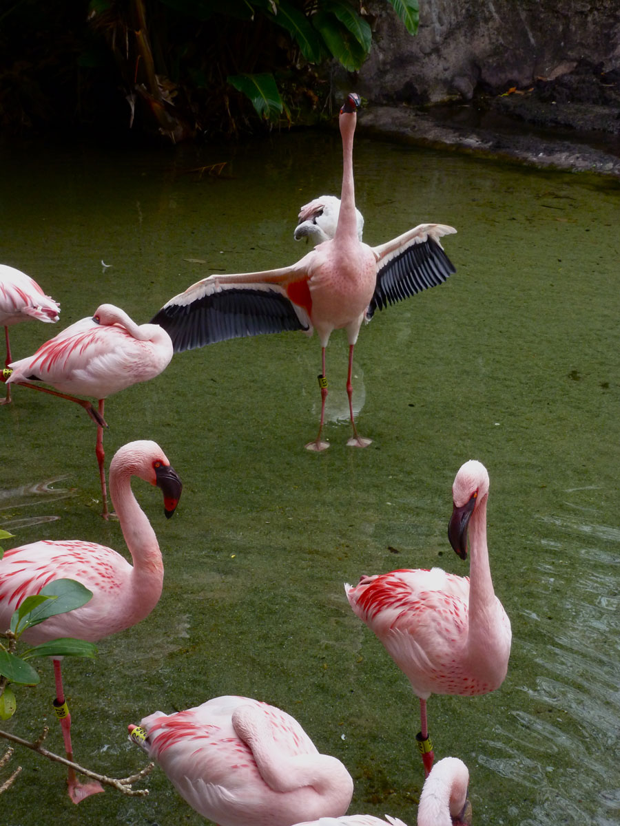 youve got to see it to beleive it at flamingo grill youve got to see it to beleive it at flamingo grill