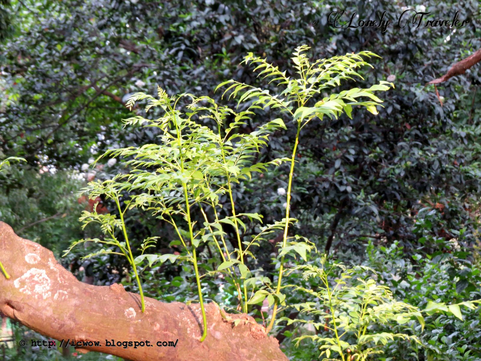 Curry leaf plant Murraya koenigii