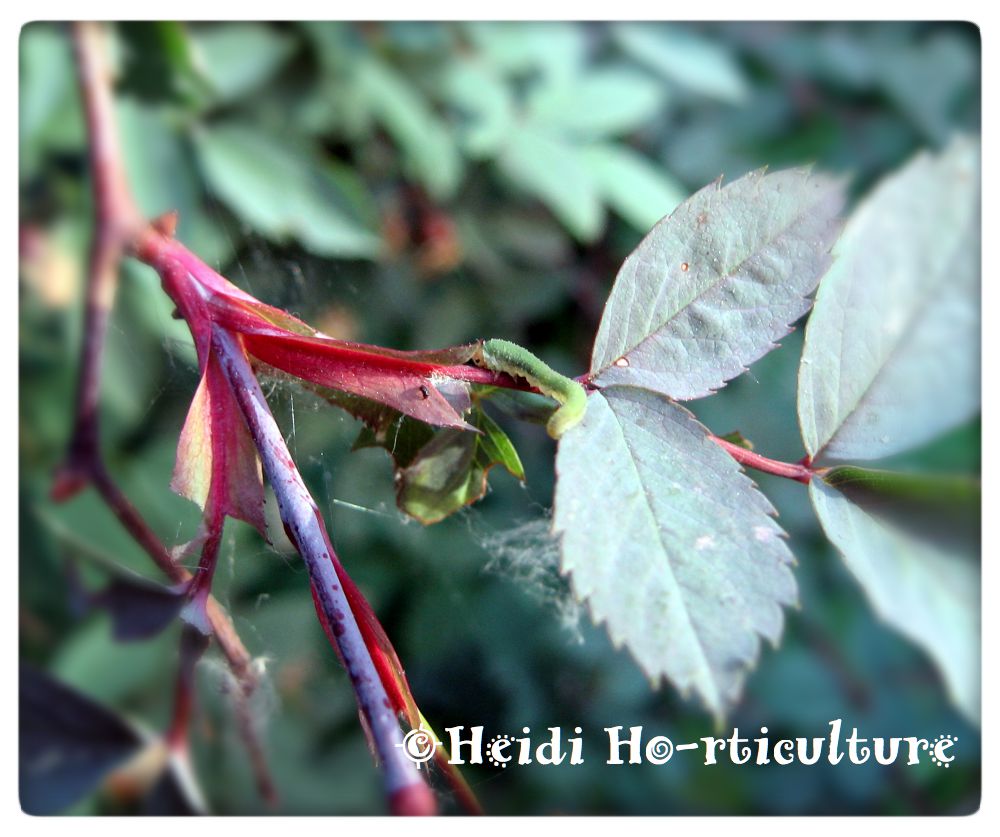 Heidi Horticulture What's eating my rose, this time?