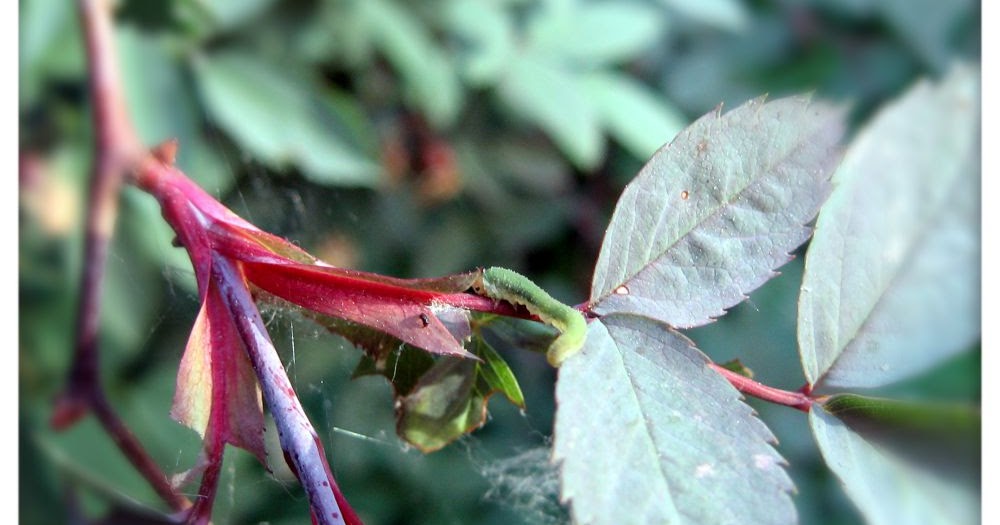 Heidi Horticulture What's eating my rose, this time?
