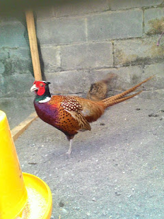 Ringneck Pheasant Dewasa Jantan