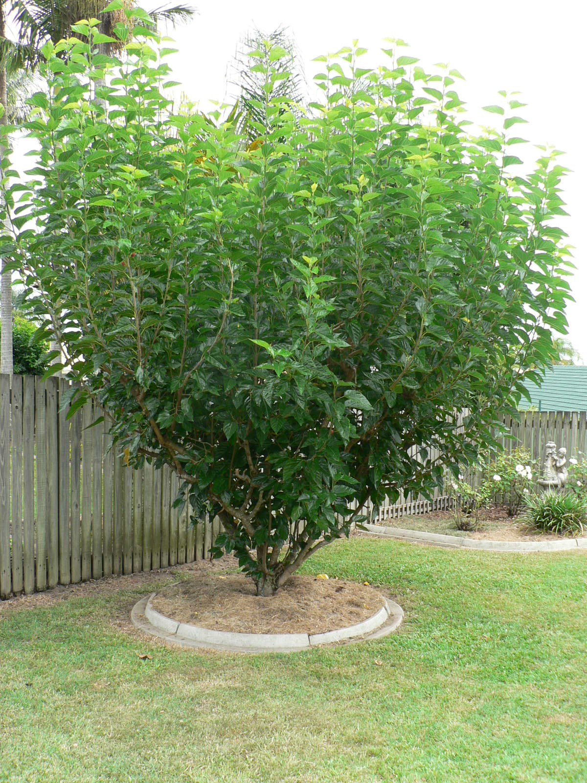 Helpful Tips How to Grow White and Black Mulberry, Benefits of