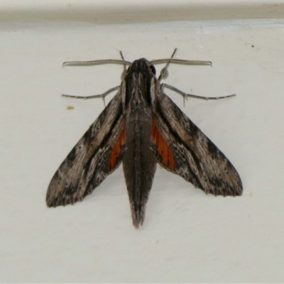 Moti Insect Hiking Curaçao - Flora and Fauna: Moth - Mot