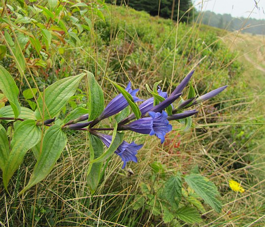 Goryczka trojeściowa (Gentiana asclepiadea L.).