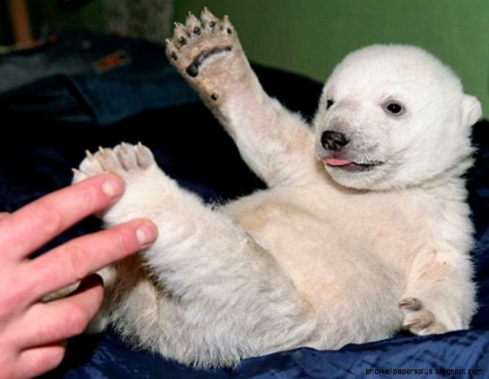 funny pet