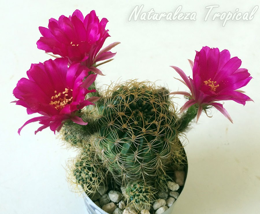 Variedad con flores moradas del cactus Echinopsis ancistrophora