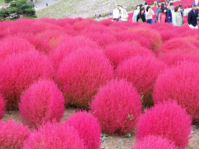 紅葉したコキア 紅葉したコキア
