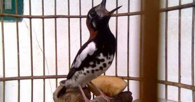 Ciri Ciri Anis Kembang Jantan Dan Betina