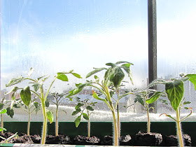 Bucolic Bushwick 2011 Seedlings