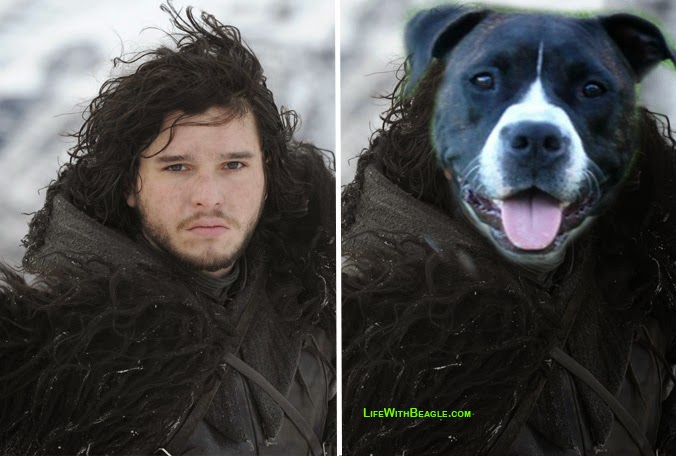 Game of Thrones characters as dogs