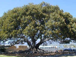 Mengalami Alkitab: INJIL YOHANES - YESUS & NATANAEL