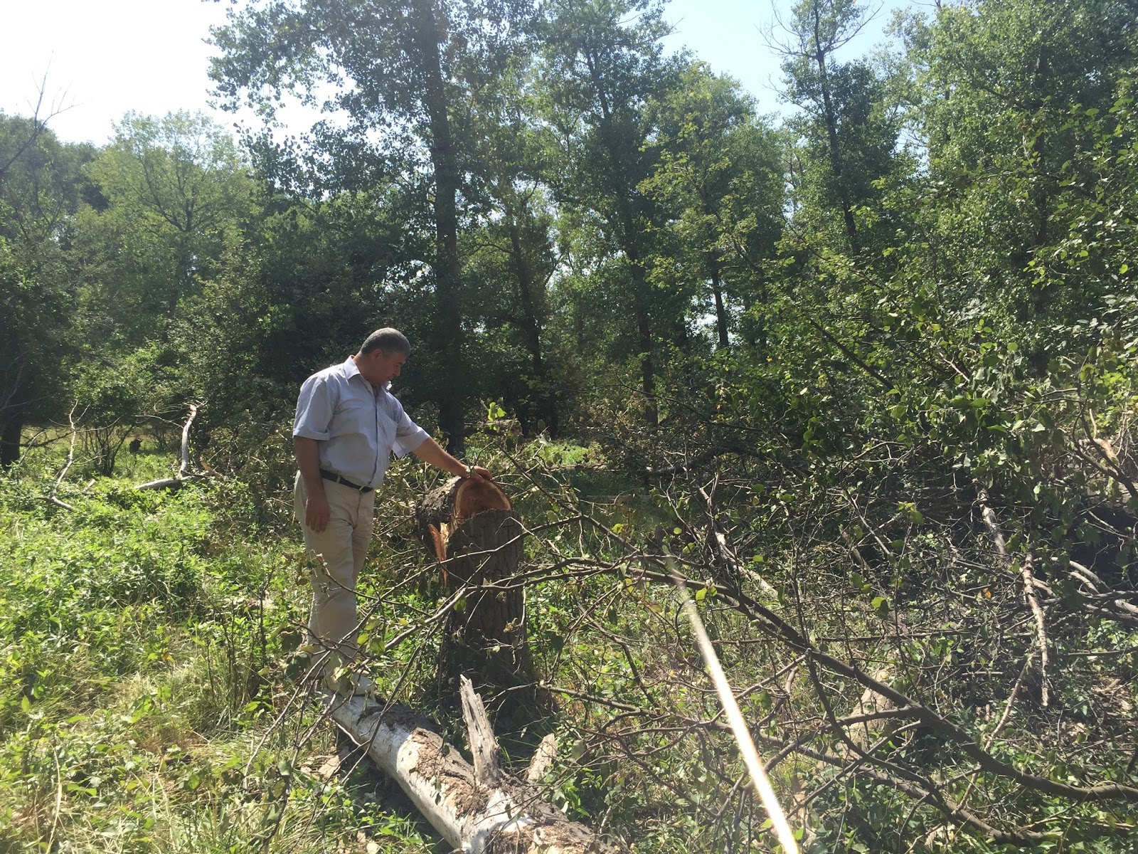 Эльтавский лес карта