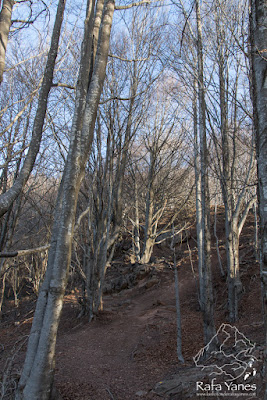 Ruta: Puigsacalm (1.515 m) y Puig de les Àligues (1.344 m) (Els 100 Cims)