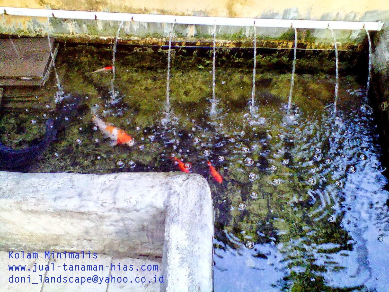 Tukang taman Bogor kota | tukang kolam Minimalis Jabodetabek | kolam air mancur | kolam hias bogor