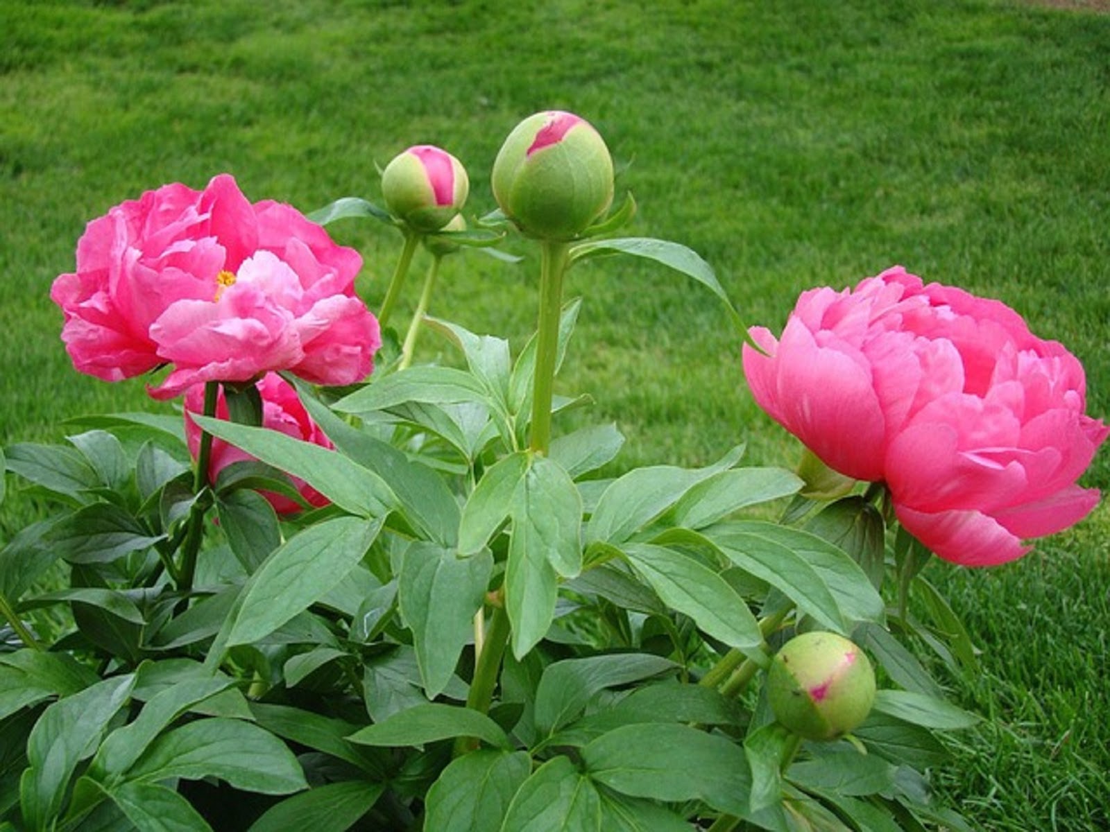 Yard and Garden Secrets Growing Tips for Peonies Yard and Garden Secrets Growing Tips for Peonies