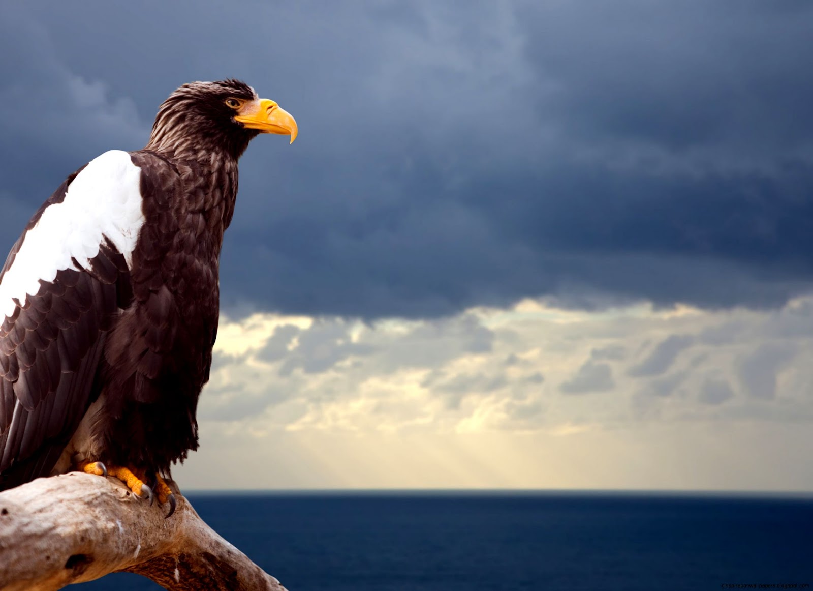 Stellers Sea Eagle