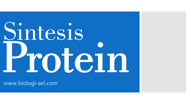 Sintesis protein merupakan proses pembentukan protein dalam tubuh