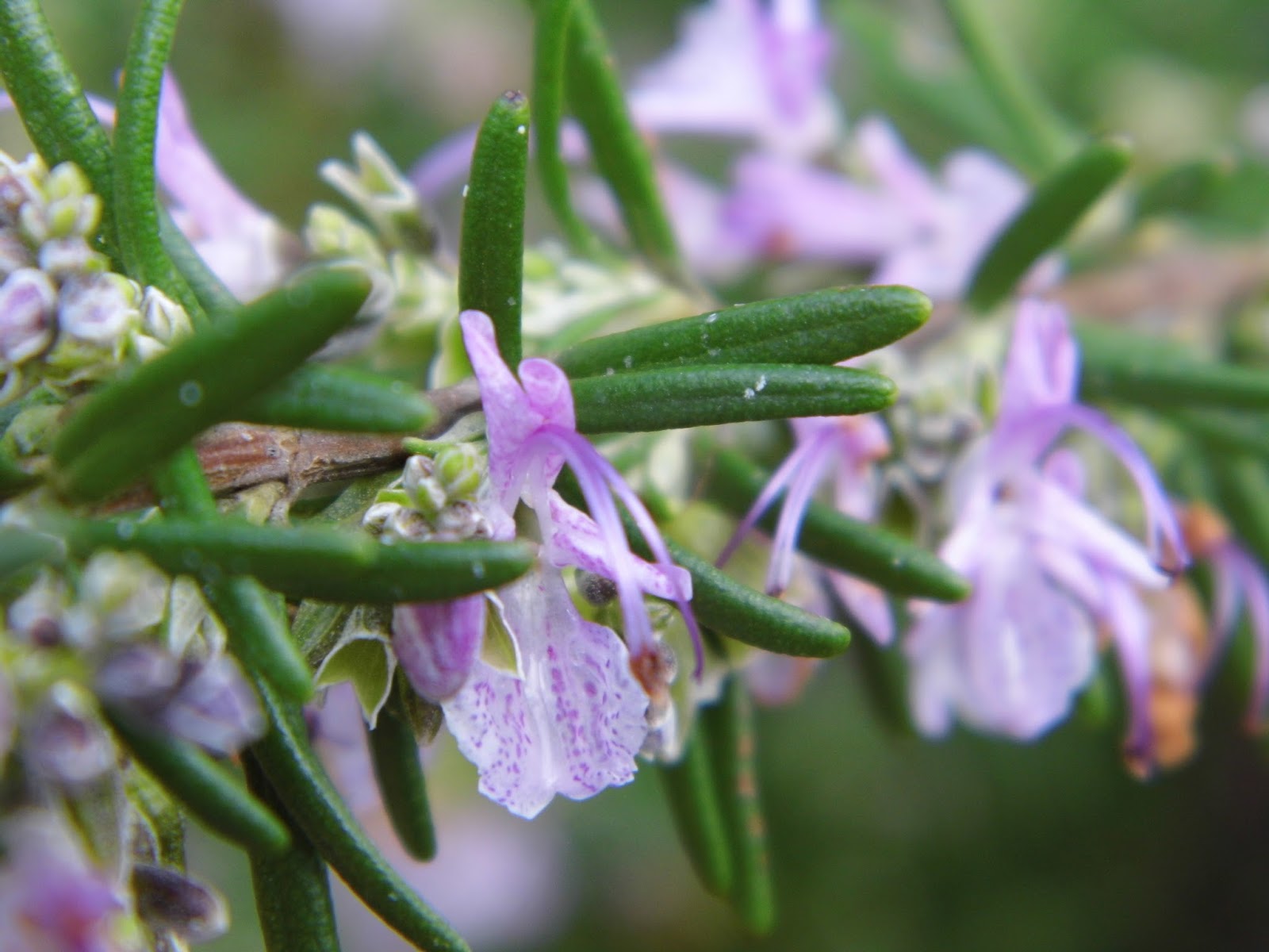 One Mother Hen Flowering Rosemary