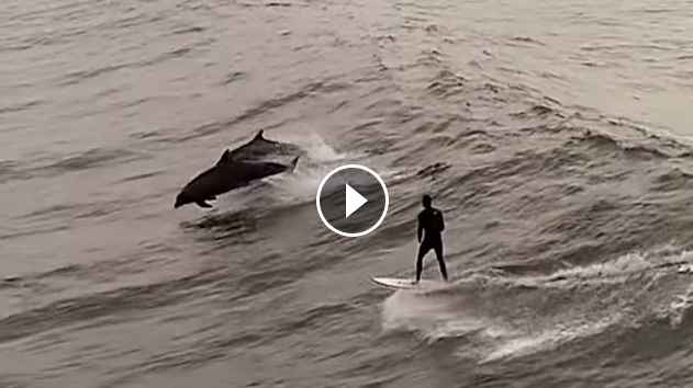 Dolphin Surfing