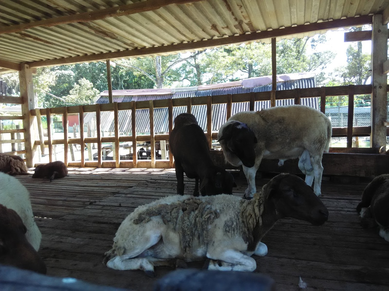 Broga Semenyih Rabbit Farm, Sak Dato Temple, Kedai Makanan Pokok Jati