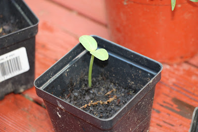 Confessions of a Sports Mama: What's In My Garden?- May 2017