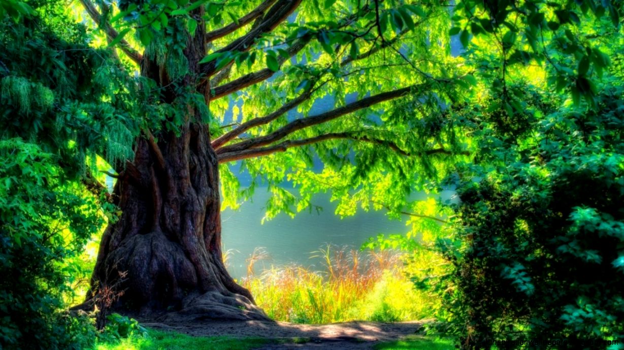 Desktop Wallpaper 3D Nice Tree Hd Wallpaper  Wallpapers Collection