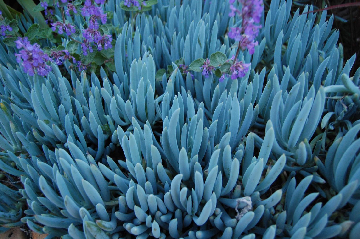 Blue chalk sticks plant