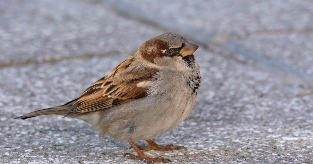 Navarra al natural EL Gorrión común. Ave del año 2016