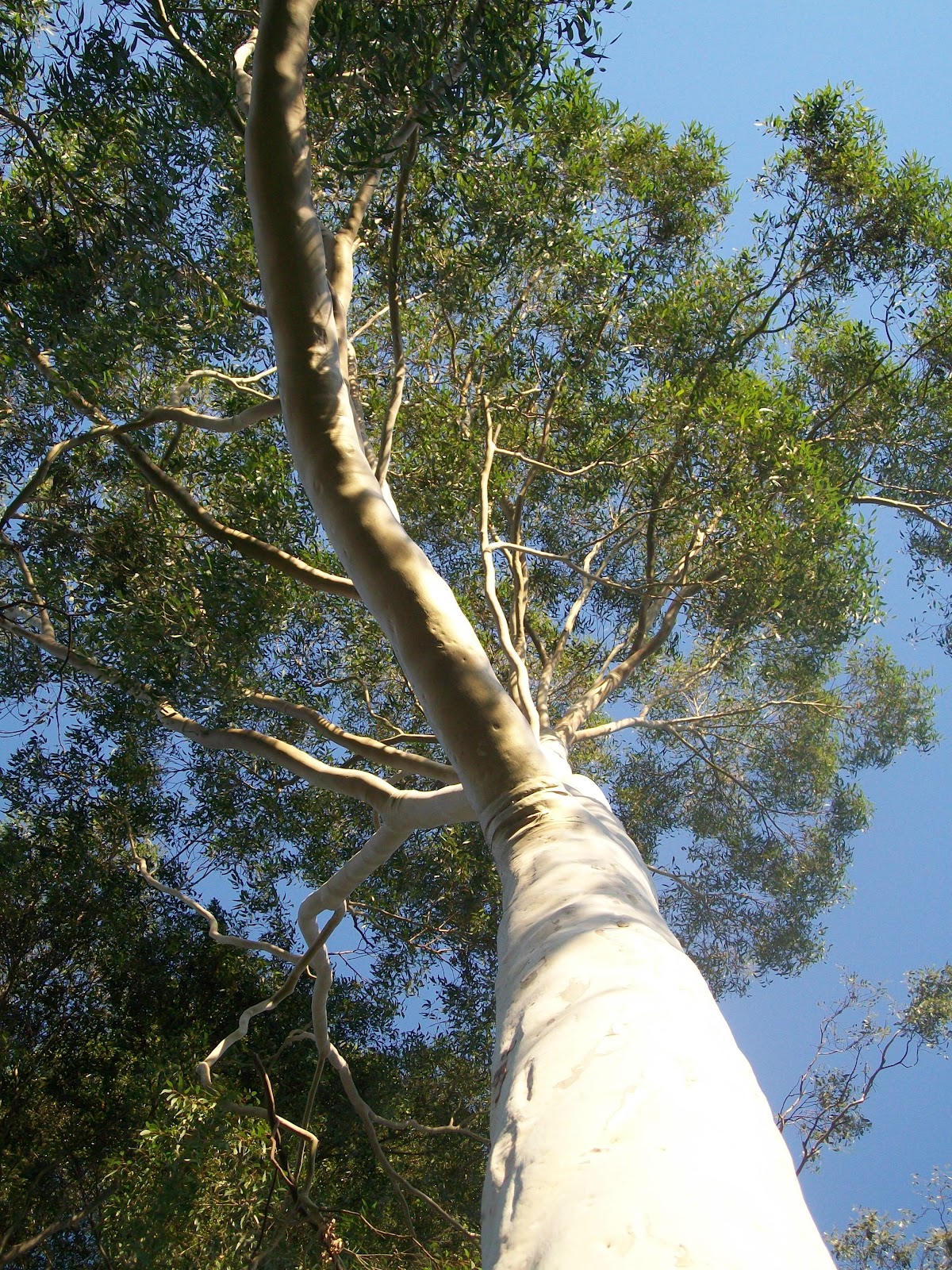 Landscape LemonScented Gum