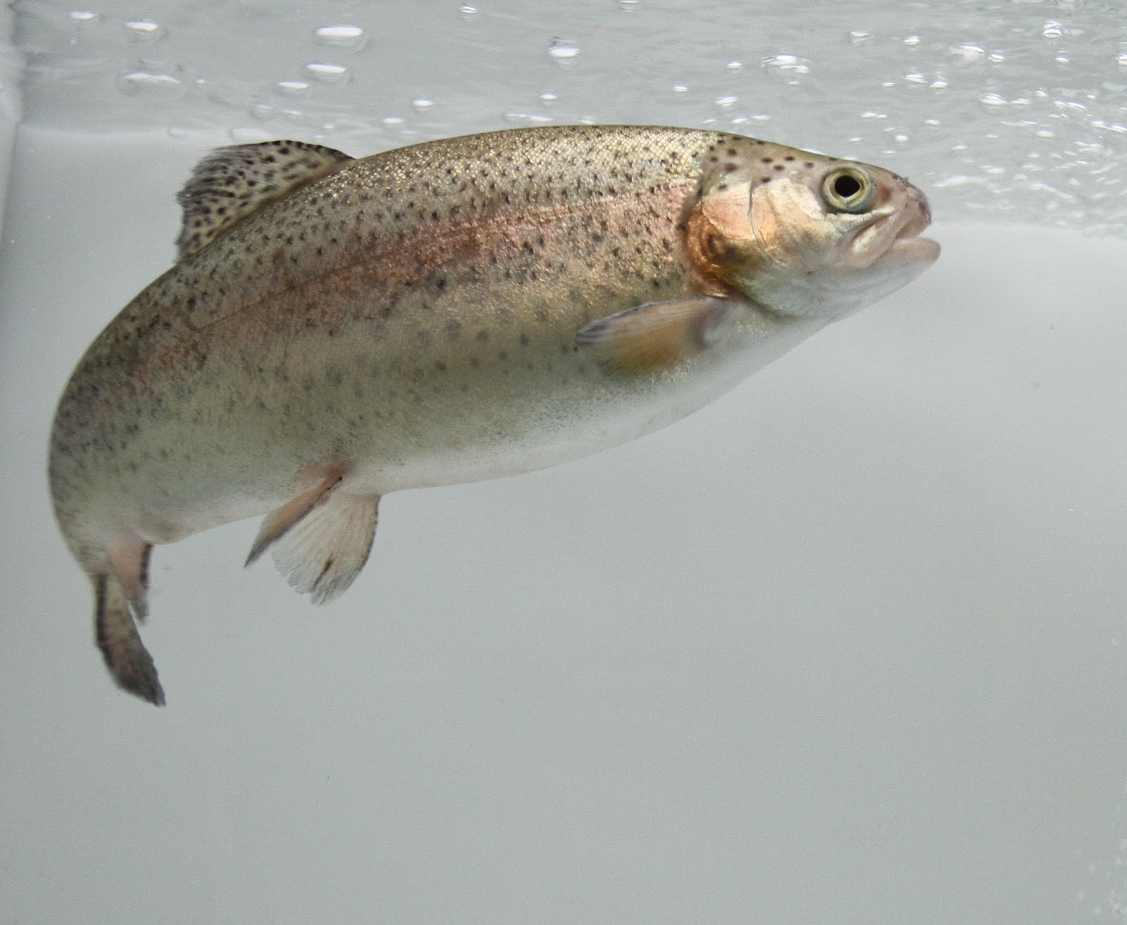 The Aquaculturists 10/08/2017 Feeding the pioneer Rainbow trout’s